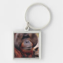 Search for orangutan key rings Mammal