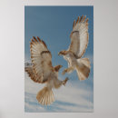 Search for red tail hawk art Animals