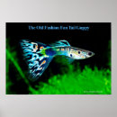 Search for guppies posters Aquarium