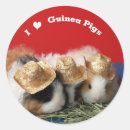 Search for guinea pig stickers Rodent