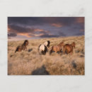 Search for mustang wild horses postcards Farm