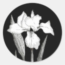 Search for white iris stickers Flowers