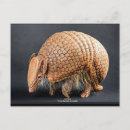 Search for armadillo postcards Animal