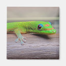 Search for geckos magnets Hawaii