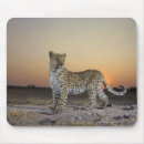 Search for pardus Wildlife