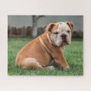 Search for english bulldog puzzles Bully