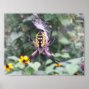 Search for spider posters Flowers