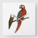 Search for parrot clocks Wings
