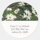 Search for shasta daisy flower stickers Nature