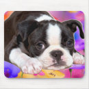 Search for boston terrier mousepads Dog
