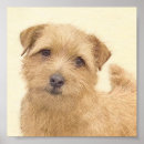 Search for norfolk posters Terrier