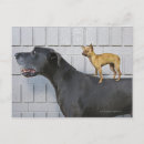 Search for scale cards invites Animal