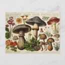 Search for vintage mushrooms postcards Antique