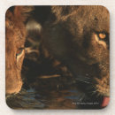 Search for reserve coasters Wildlife