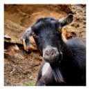 Search for goat posters Funny