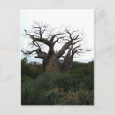Search for african tree postcards Desert