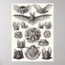 Search for chiroptera Kunstformen der natur