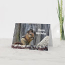 Search for chipmunk birthday cards Wildlife