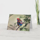 Search for rosellas cards Bird
