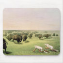 Search for indian buffalo mousepads George