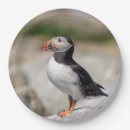 Search for puffin plates Wildlife