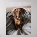 Search for cute dachshund posters Domestic animals