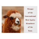 Search for funny llama posters Humour