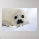 Search for harp seal posters Canada