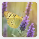 Search for lavender butterflies stickers Garden