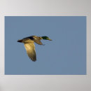Search for open sky posters Flying