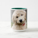 Search for mixed breed mugs Goldendoodle