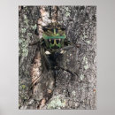 Search for locust posters Cicada