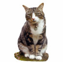 Search for cat photo statuettes tabby