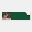 Search for antlers bumper stickers Buck