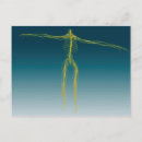 Search for nervous system postcards Arms outstretched