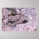 Search for goby Coral