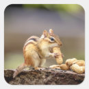 Search for chipmunks stickers Wildlife