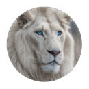 Search for cat cookware Lion