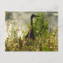 Search for moose postcards National park