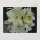 Search for lillie postcards Floral