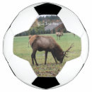 Search for antlers photography Male elk