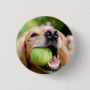 Search for golden retriever badges Closeup