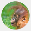 Search for baby orangutan stickers Animals
