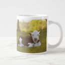 Search for domestic cattle mugs Animal