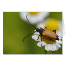 Search for coleoptera Macro