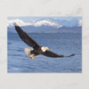 Search for eagle in flight postcards Predator