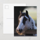 Search for gypsy vanners postcards Breed