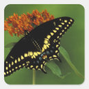 Search for botany stickers Usa