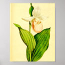Search for lady slipper art Pink