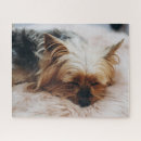 Search for yorkshire terrier puzzles Animal